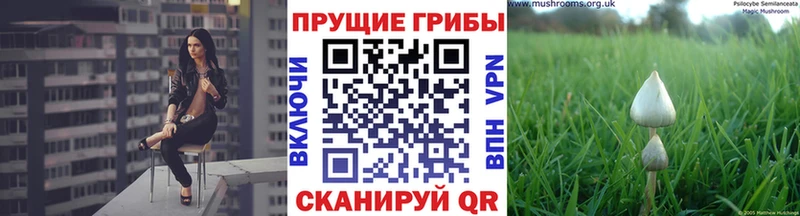 kraken онион  Ленинск-Кузнецкий  Галлюциногенные грибы Magic Shrooms 
